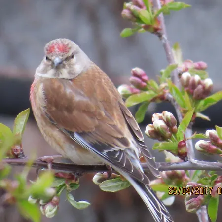 Apartman Csilla 2 Oberweid