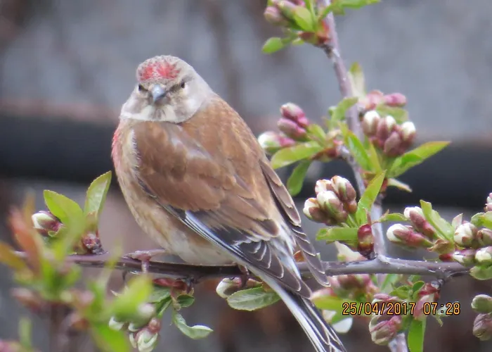 דירה Csilla 2 Oberweid